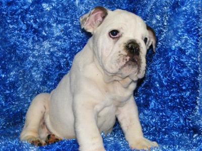 English Bulldog Puppies for Sale